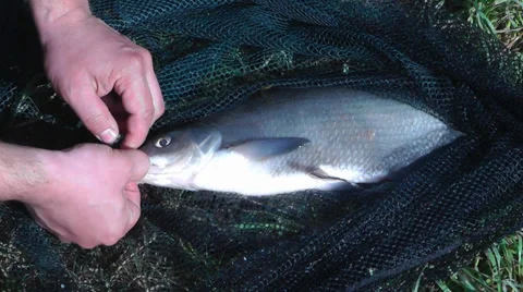 Bream on a fishing net Stock Footage 38434528
