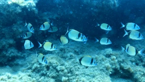 Bream 스톡 동영상 287836315