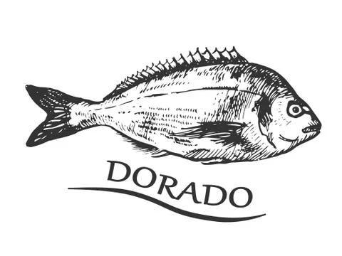Bream Stock Illustration