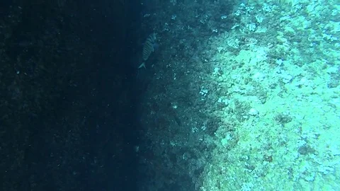 A bream that joins the bench Stock Footage 70453689