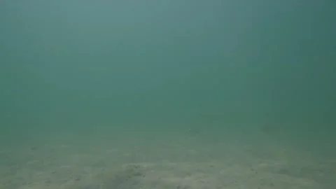 Bream juvenile fish in sand shallow water Stock Footage 229448729
