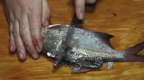 Bream prepare before frying Stock Footage 36004879