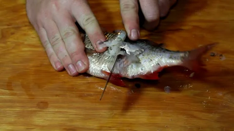 Bream prepare before frying Stock Footage 36004933