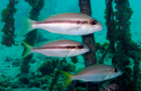 Bream in wreck Foto stock