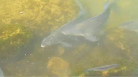 Breams spawning Stock Footage 33518330