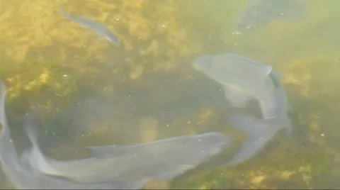 Breams spawning in Lake Balaton, Hungary.mp4 Stock Footage 33520930