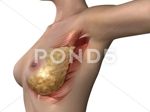 Breast anatomy, artwork Stock Illustration