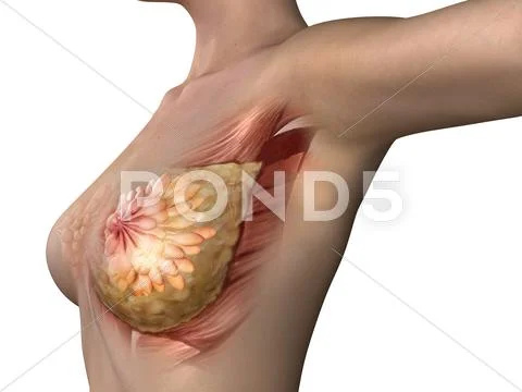 Breast anatomy, artwork Stock Illustration