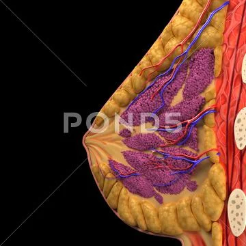 Breast anatomy, artwork Stock Illustration