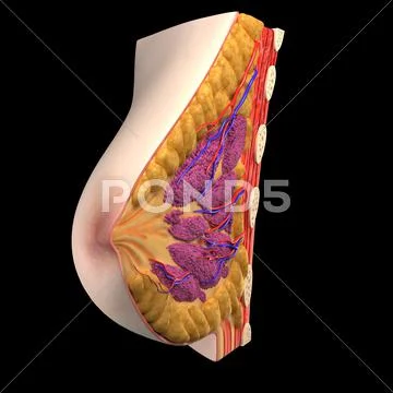 Breast anatomy, artwork Stock Illustration
