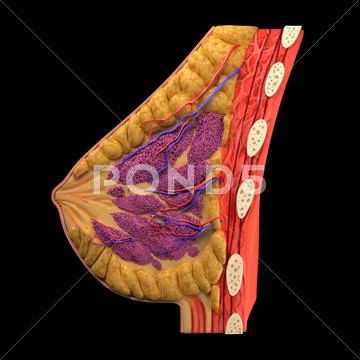 Breast anatomy, artwork Stock Illustration