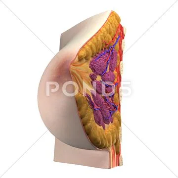 Breast anatomy, artwork Stock Illustration