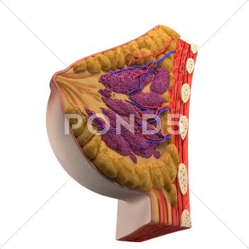 Breast anatomy, artwork Stock Illustration