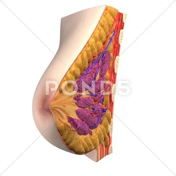 Breast anatomy, artwork Stock Illustration