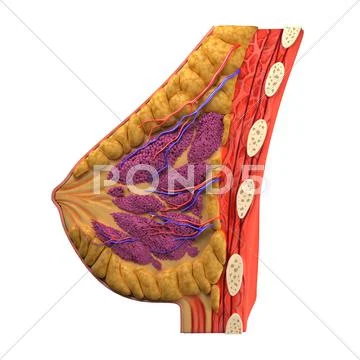 Breast anatomy, artwork Stock Illustration