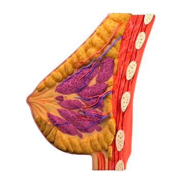Breast anatomy, artwork Stock Illustration