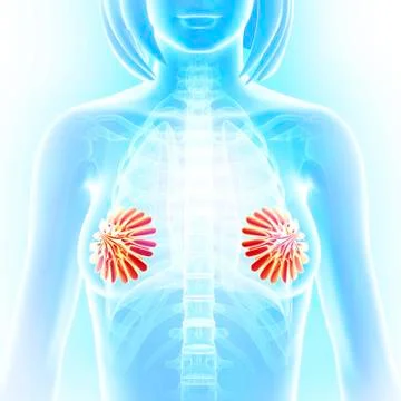 Breast anatomy; artwork Stock Illustration