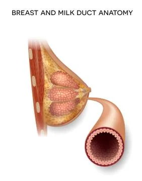 Breast anatomy Illustrazione stock