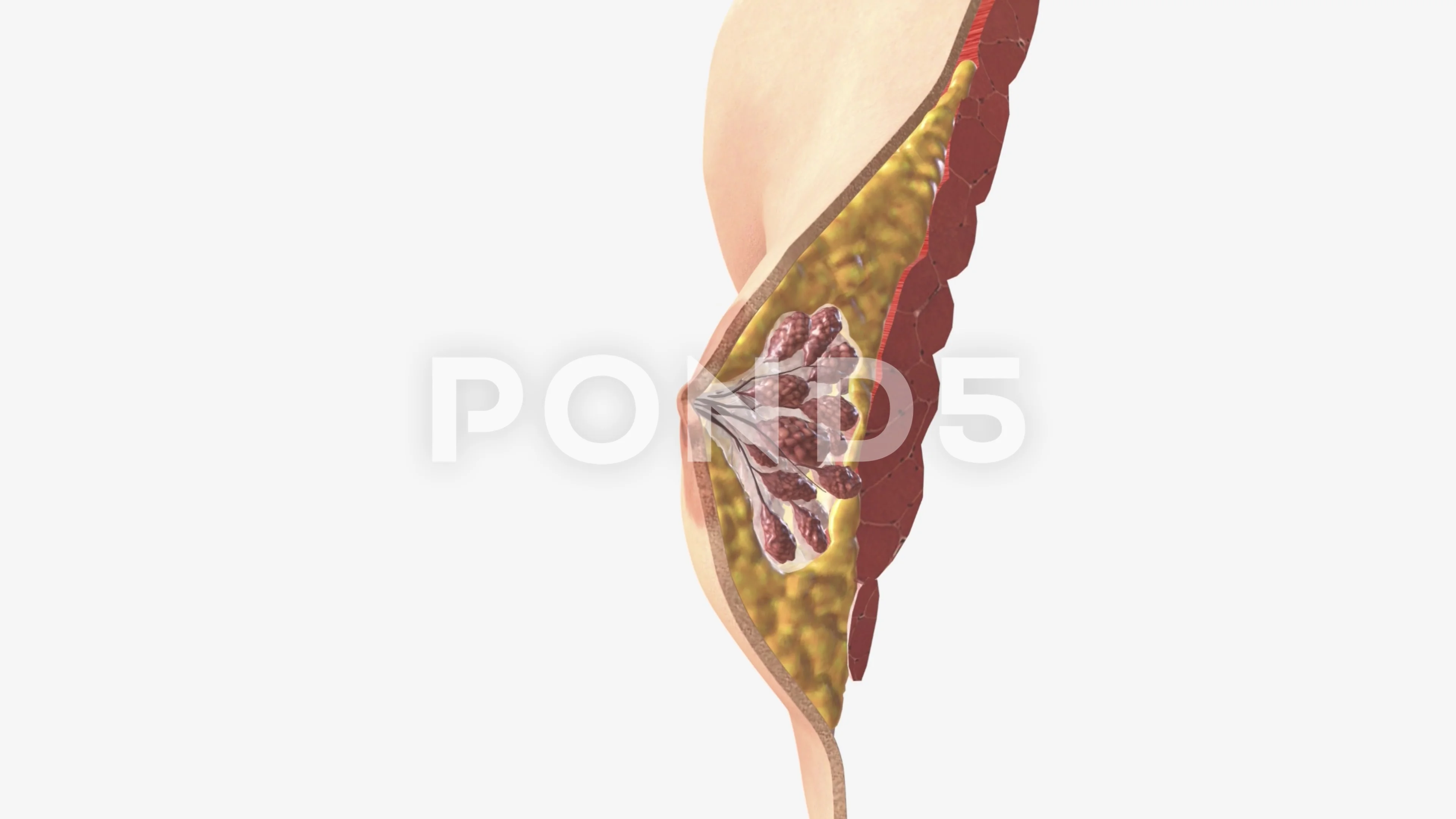 Anatomy Model Breast Cross Section