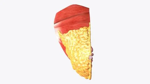 Breast Cross Section of Fat Stock Illustration