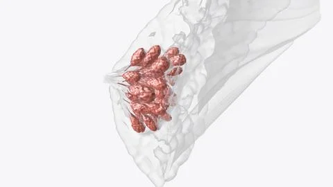 Breast Cross Section of Fat Stock Illustration