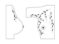 Female breast drawing tutorial. Drawing a woman's body with an emphasis on  br Illustration #132294016