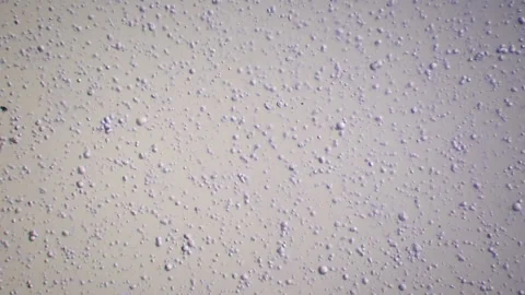 Breast Milk under a Microscope 01 Video stock 153451361