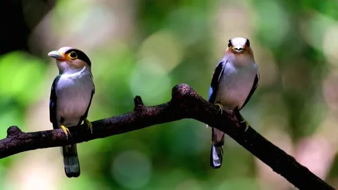 Breasted broadbill bird Video stock 203830092