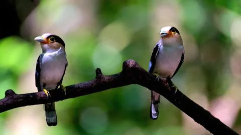 Breasted broadbill bird Stock Photos