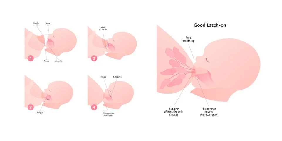 Breastfeeding infographic chart. Vector flat healthcare illustration. Diagram Stock Illustration