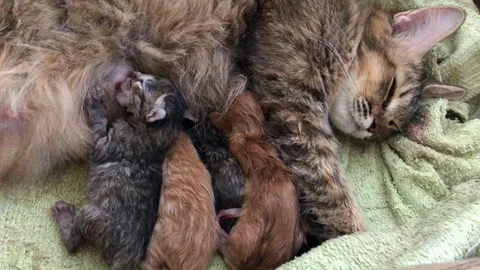Breastfeeding kittens. Stock Footage 104525954