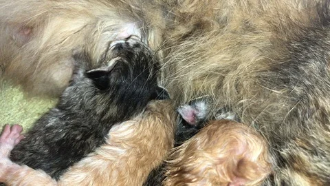 Breastfeeding kittens. Stock Footage 104525961
