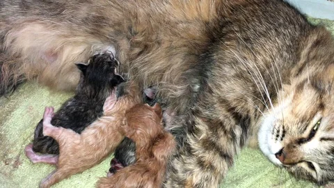 Breastfeeding kittens. Stock Footage 104525962