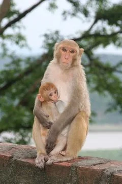 Breastfeeding Monkey Stock Photos