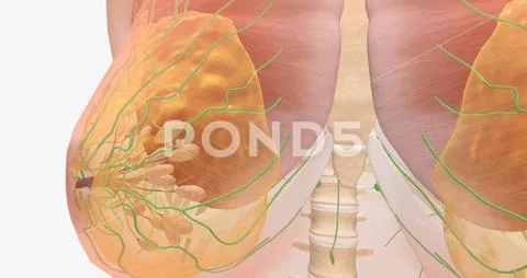 Breast anatomy labelled stock illustration. Illustration of tissue