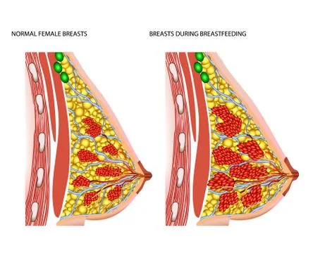 Breasts during breastfeeding Stock Illustration
