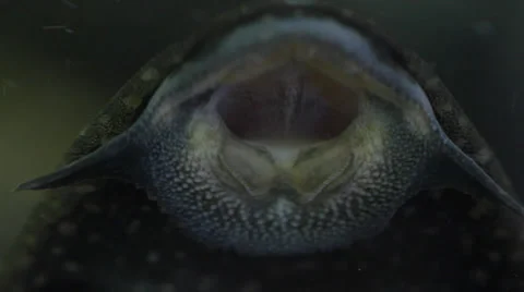 Breath of a fish in an aquarium Video stock 32108404