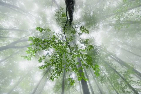 Breath of the Forest Stock Photos