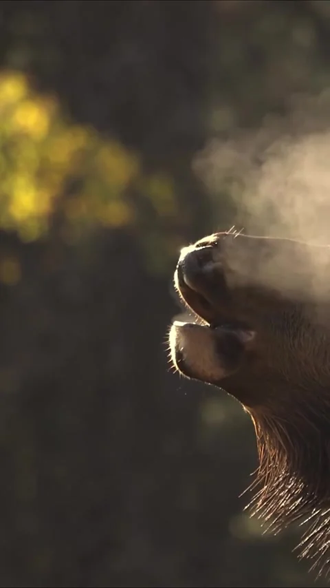 The breath of a moose Video stock 317974453