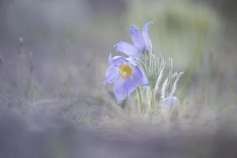 The breath of spring Stock Photos