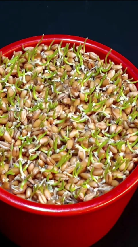 Breath-taking timelapse of germinating wheat seeds Stock Footage 239723541