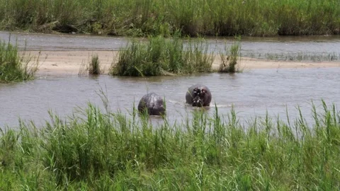 A breath-taking view of two hippos fighting in the middle of a flowing river.  Video stock 231296717