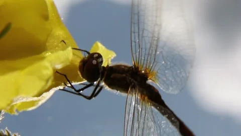 A breath of wind on a dragonfly sitting on a yellow petal of a flower Stock Footage 248282940