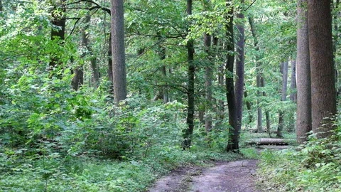 Breath of young spring forest before the rain Stock Footage 110603684