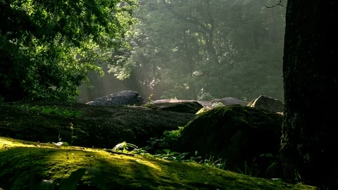 Breathable forest with stones in moss, timelapse, Ukraine. 4k footage 動画素材 72154102