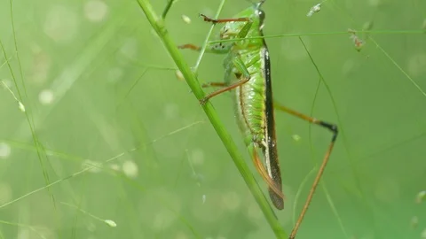 Breathing action of grasshopper Video stock 99598135