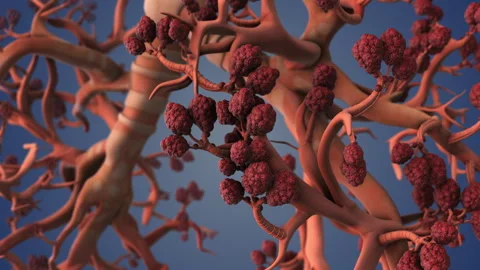 Breathing Alveoli Within Structure of Human Lungs Stock-Footage 289399482