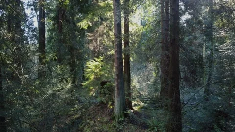 Breathing camera in the fall spruce forest in Canada on a sunny afternoon Stock Footage 148350738