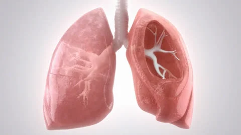 Breathing HD Lungs Stock Footage