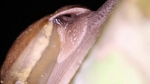 Breathing hole snails closeup. Hemiplecta siamensis Stock Footage 71612787